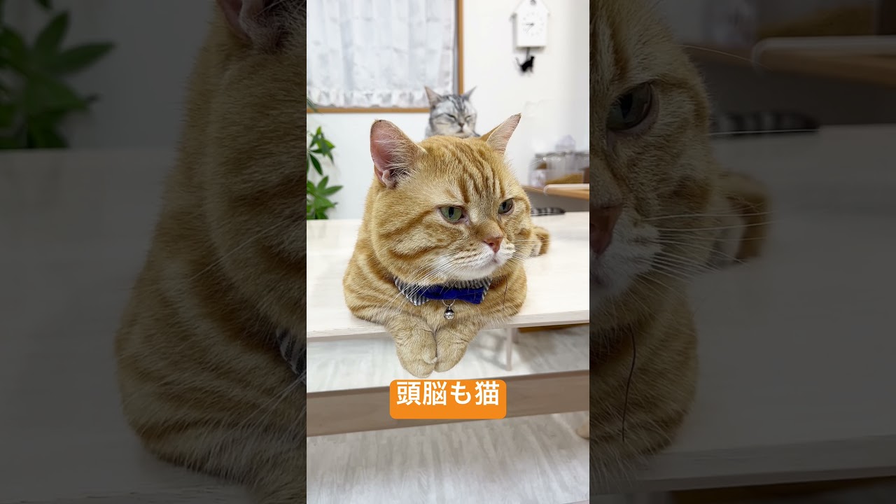 見た目は猫... #shorts