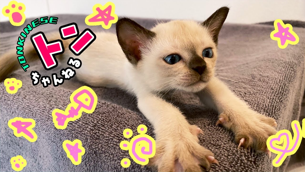 #10 トンちゃんご飯そっちのけ？【トンキニーズ】