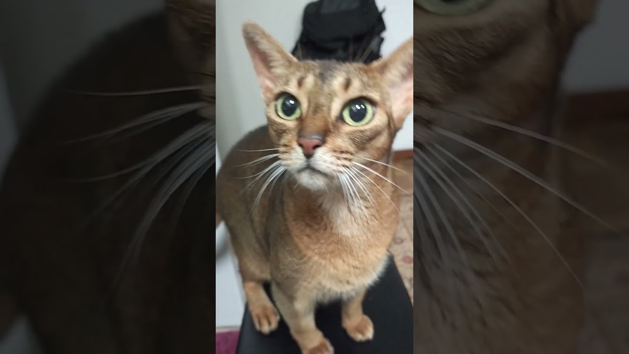 ネコ動画あび＃1720　#shorts　あびの毎日　アビシニアン　あび