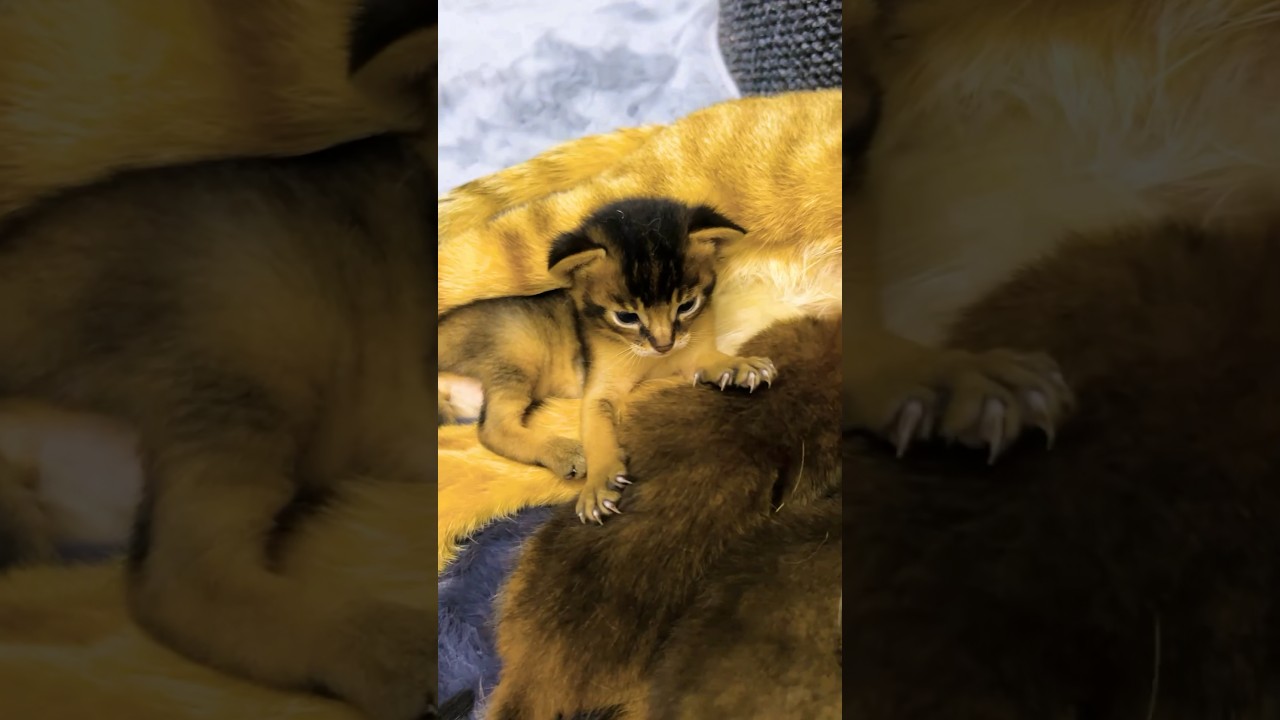 Чаузи Торви не разрешает снимать котят 😸