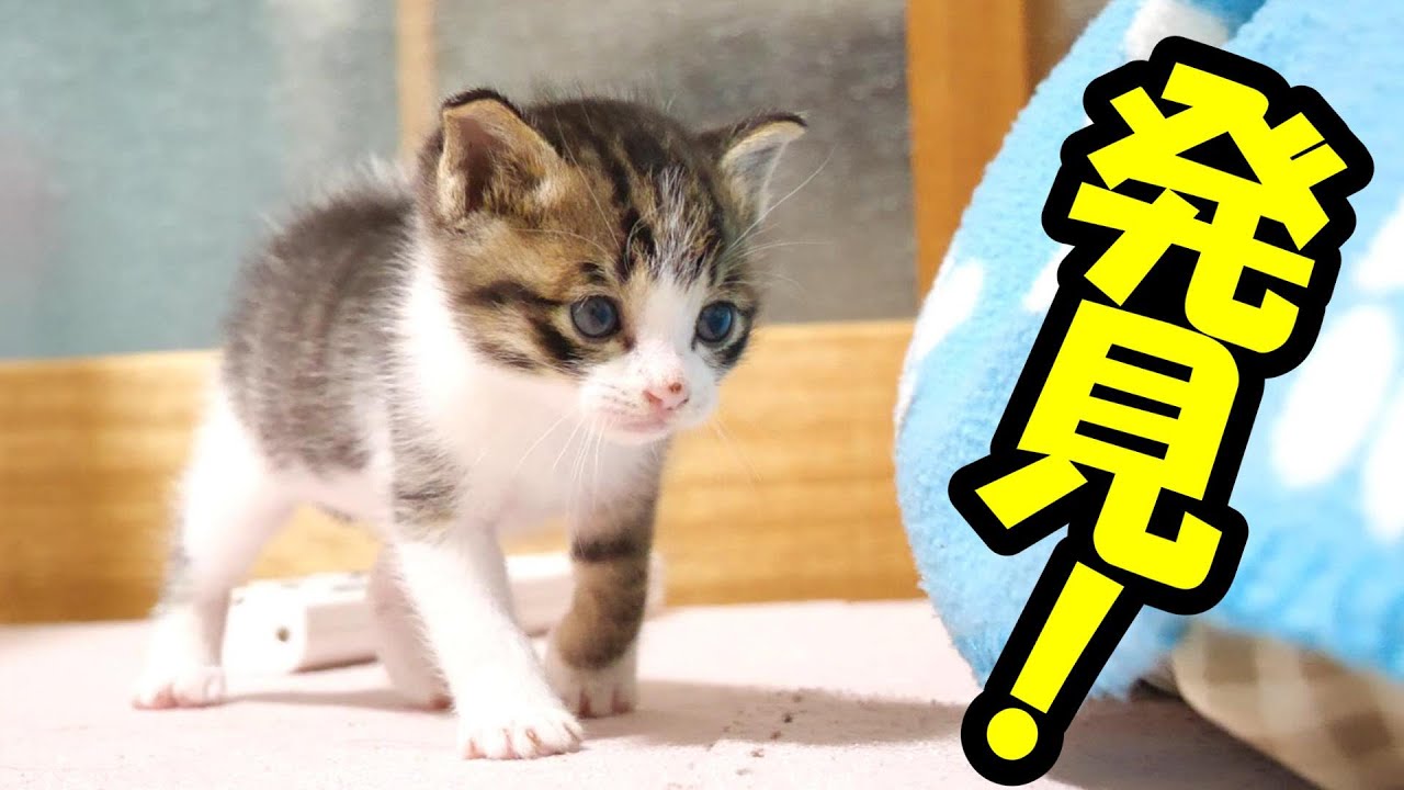 隠れている子猫を見つけて嬉しそうな子猫【赤ちゃん猫　保護猫】