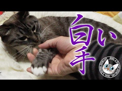 【Jean & Pont 0355】ジャンくんの白い足がスノーシューって教わった　元野良猫の保護里親記録  Jean & Pont, former stray cats.