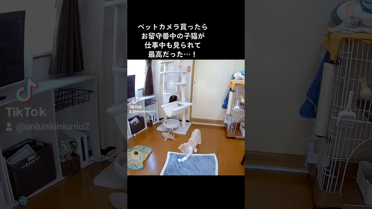 活力源になる猫 #ラガマフィン #猫動画 #cat #子猫 #癒し #サマーカット