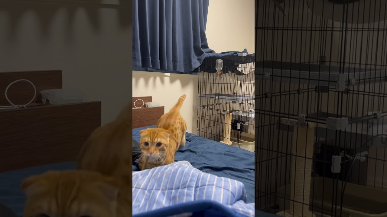 咥えかた危ないよ〜😭 #子猫 #catlover #猫のいる暮らし #catlovers #catvideo #고양이 #catvideos  #キンカロー #猫 #cat