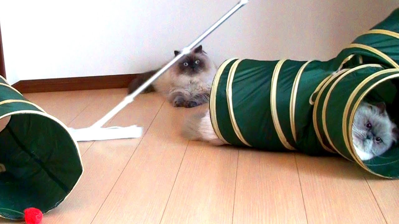 時々やりたくなるのがトンネル遊びです【ヒマラヤン猫】