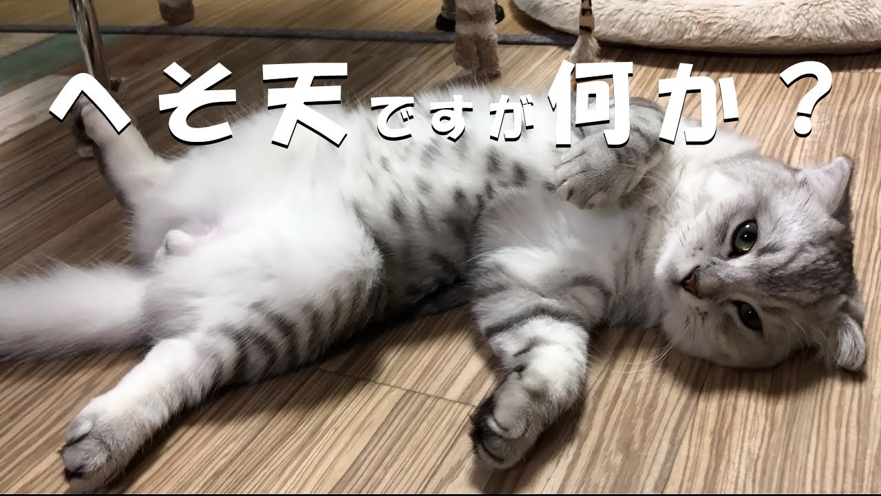 へそ天くぅちゃん！警戒心ゼロの猫がこちら！