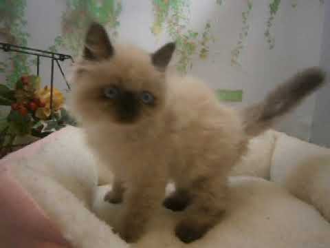 640664 ヒマラヤン