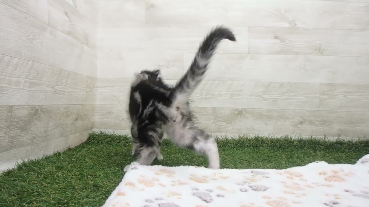 Coo&RIKU　No00636390 アメリカンカール