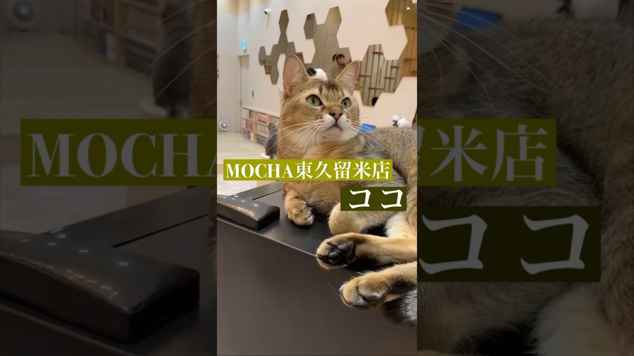 ココ　(アビシニアン♂)　#猫カフェモカイオンモール東久留米店  2023/5/2撮影　#shorts　#cat
