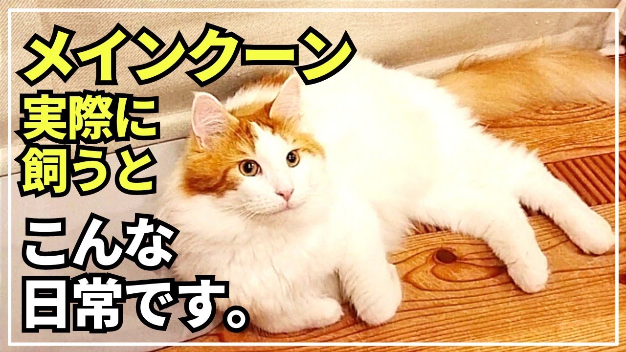 大型猫の日常。おねだり上手過ぎる猫に翻弄されています【メインクーン】