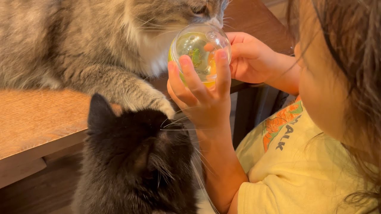 保護したカエルにずっと付きまとう猫　ラガマフィン　A cat that always follows a protected frog