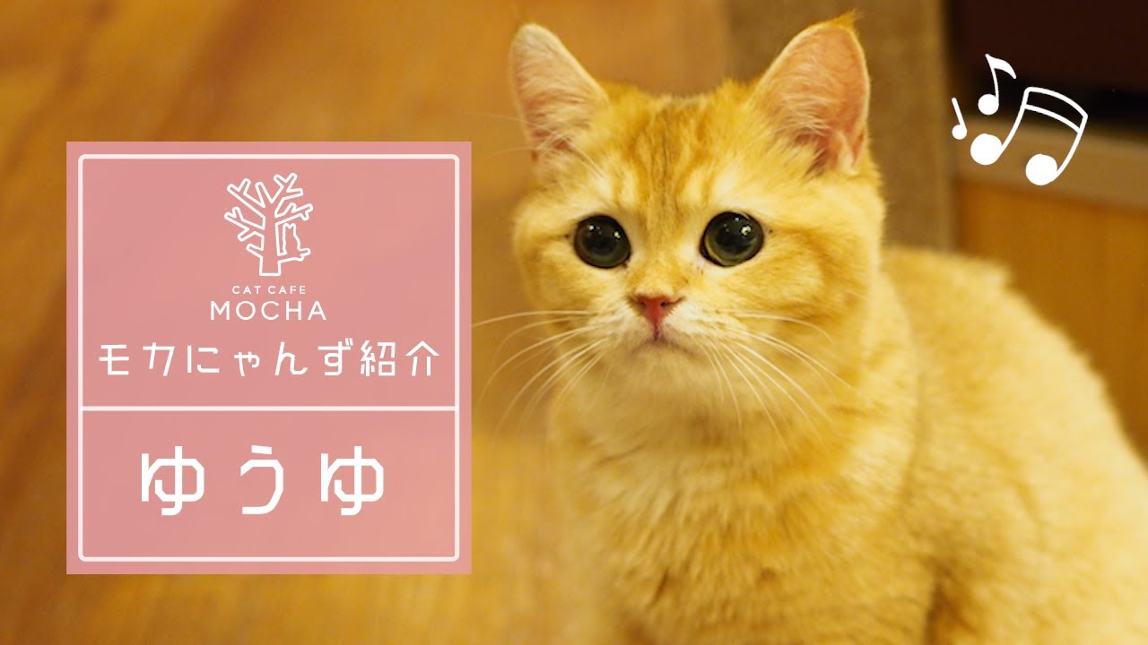 ゆうゆ（ブリティッシュショートヘア♀）池袋西口店