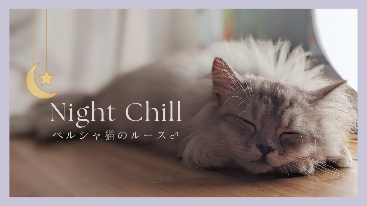 夜は猫といっしょに遊んでおやすみにゃん　@ruth316cat 　#ペルシャ猫 　#猫 #癒し動画