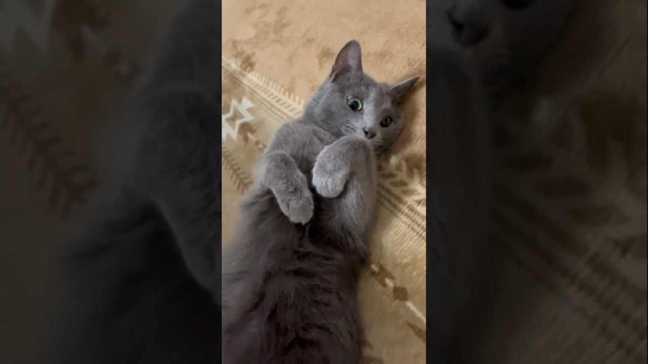猫なの（ロシアンブルー）#shorts