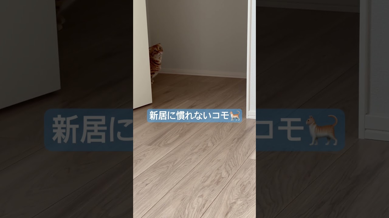 クローゼットからお部屋を探索中🐈 #キンカロー #猫 #cat #子猫 #猫のいる暮らし #catlover #고양이 #catlovers #catvideo #catvideos