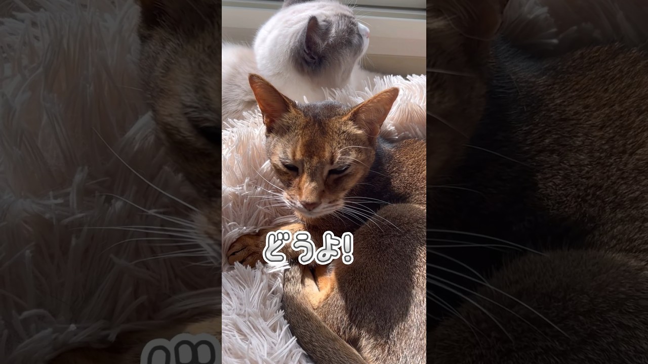 最年長猫と最年少猫 #shorts #猫動画 #アビシニアン #サイベリアン #cat #まな猫