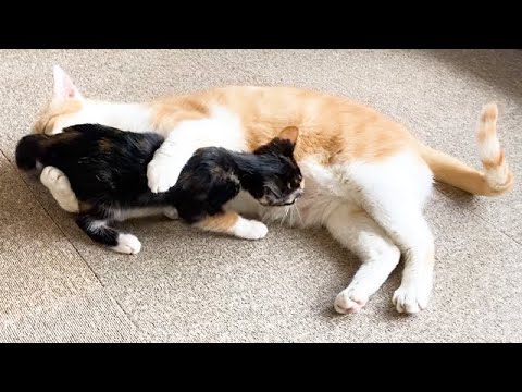 お互いのことが大好きな子猫と先住猫