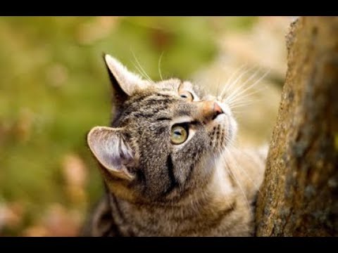 猫 ネコ画像 世界の猫！「アメリカンワイヤーヘア」(Cute Funny Crazy Cats Compilation)