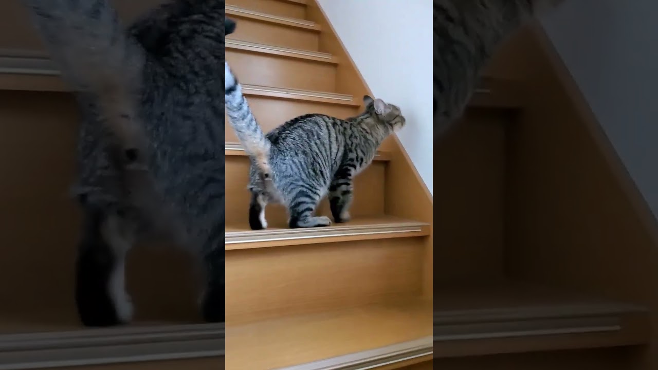 洗濯干しに行きたい猫のむっくん #shorts #猫