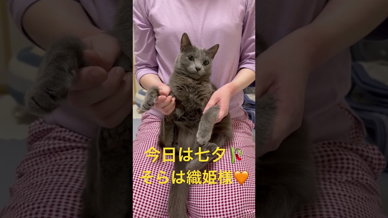 恐怖の七夕🎋😿（ロシアンブルー）#shorts