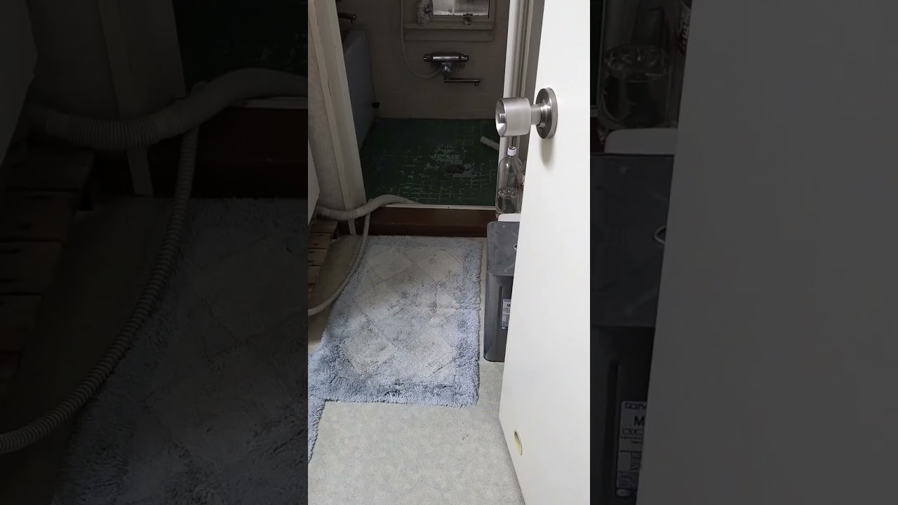 ネコ動画あび＃1730　#shorts　あびの毎日　アビシニアン　あび