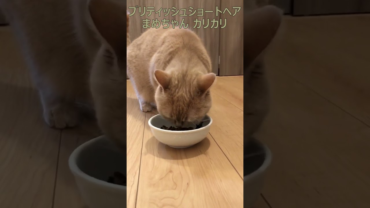 ブリティッシュショートヘア 飼い猫まめちゃん カリカリ #Shorts