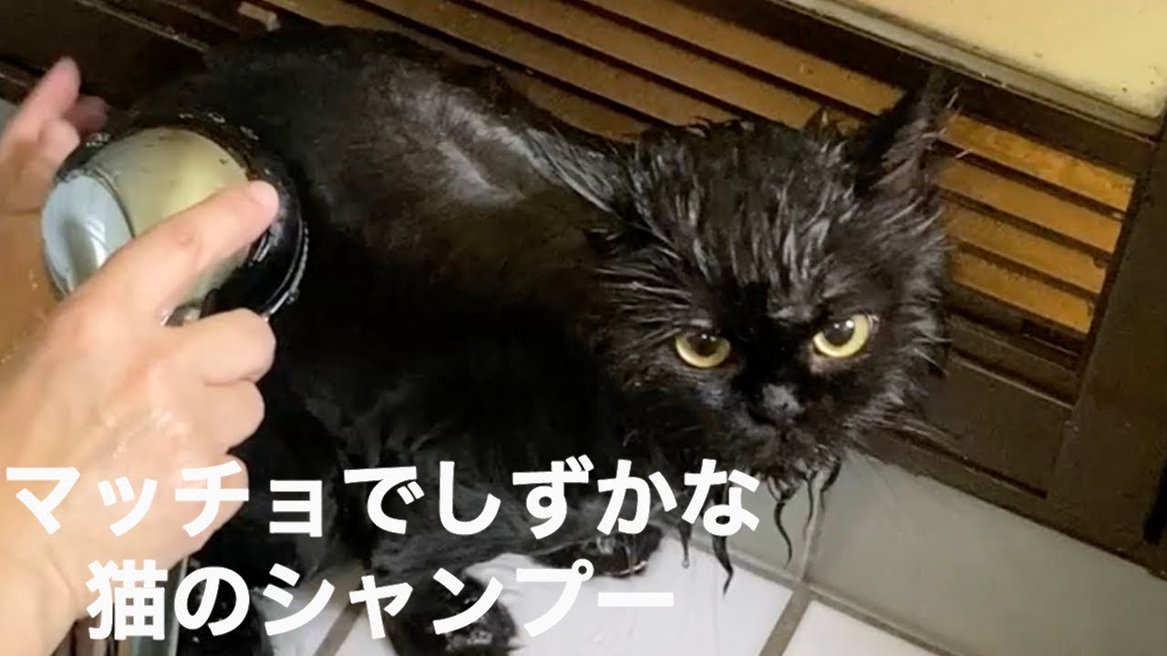 【セルカークレックス】マッチョでヤンチャな静かな猫シャンプー/Macho and quiet cat shampoo