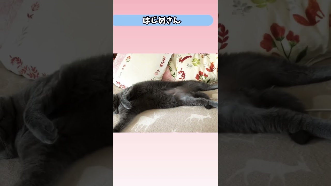 はぎも家 #猫 #ブリティッシュショートヘア #shorts