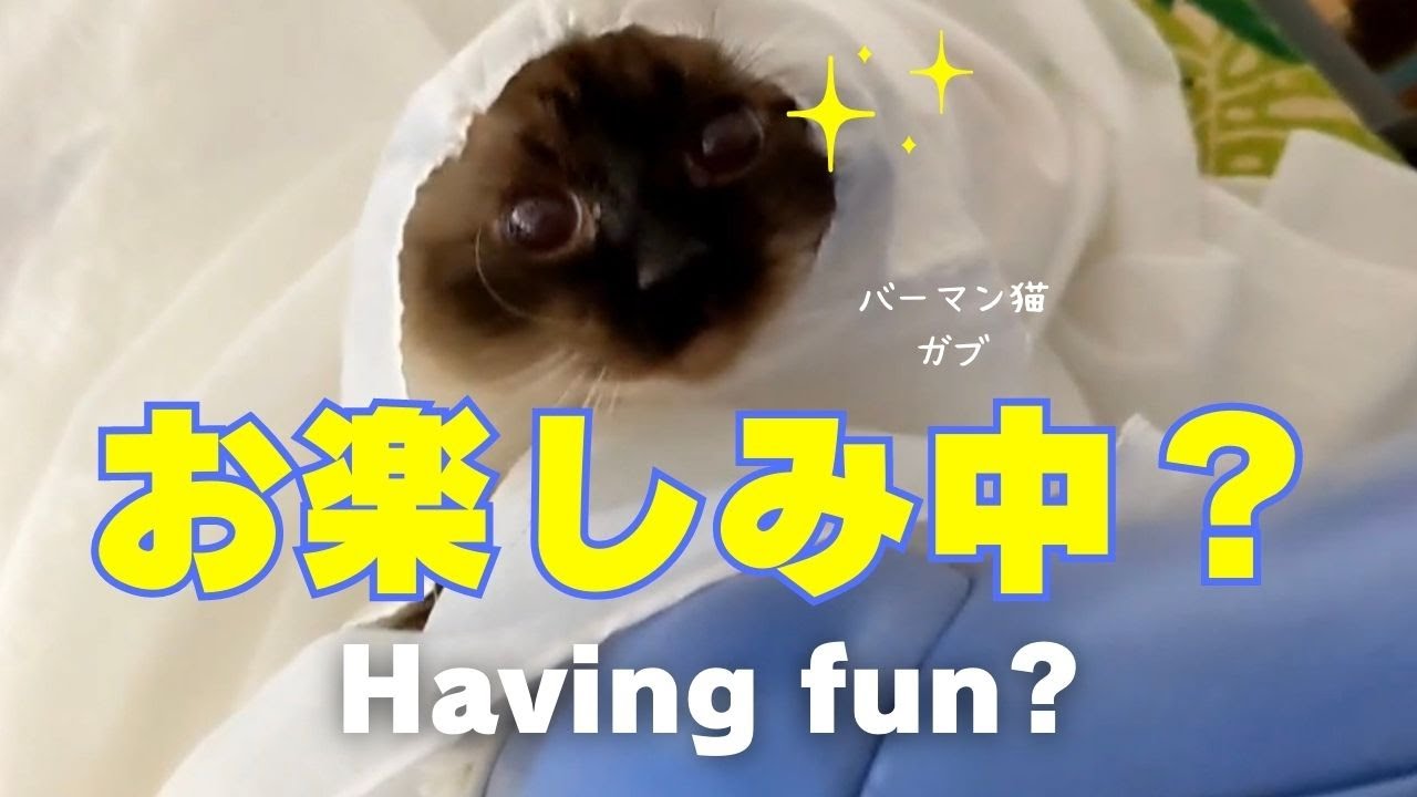 バーマン猫ガブ【お楽しみ中？】Having fun?（バーマン猫）Birman/Cat