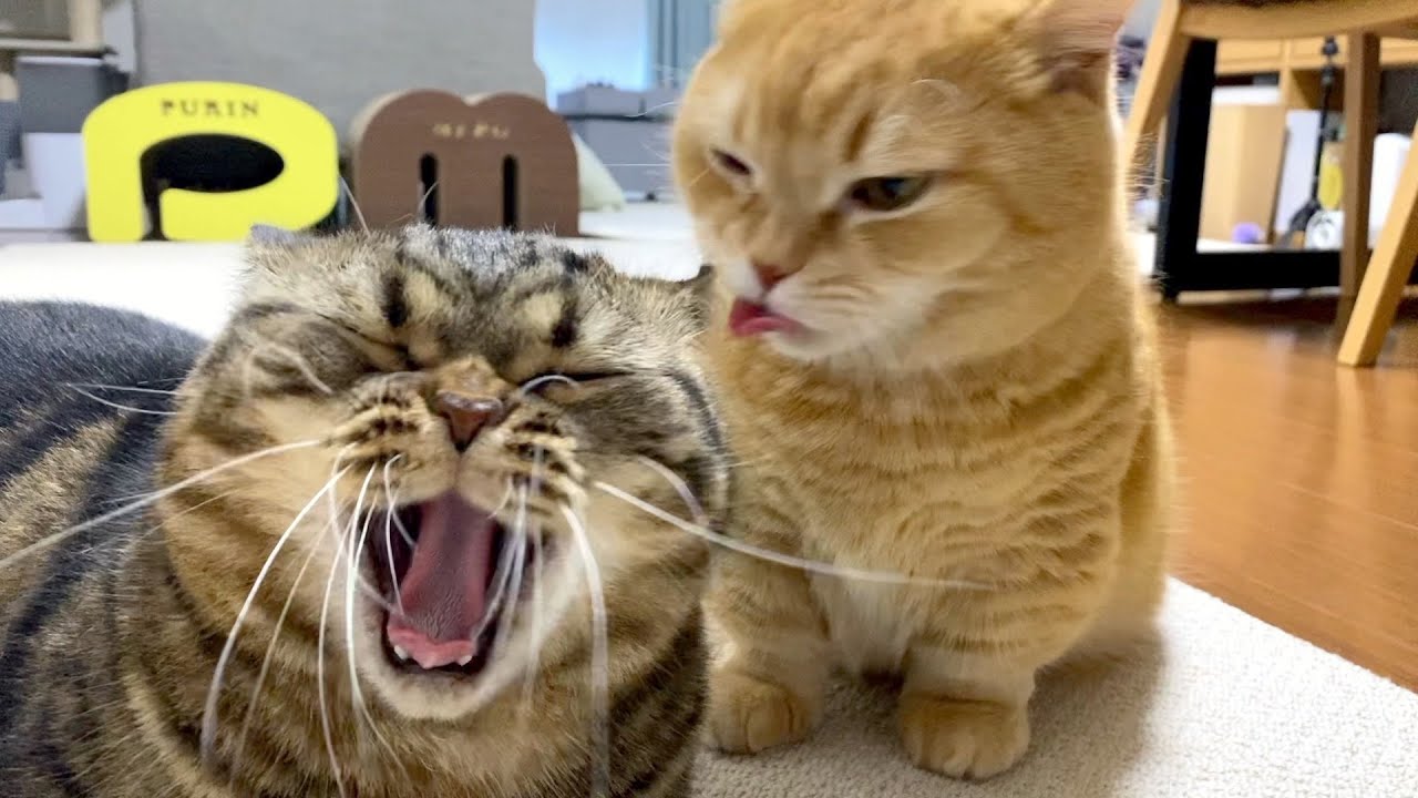 一心不乱にアログルーミングするも唐突に飽きる猫