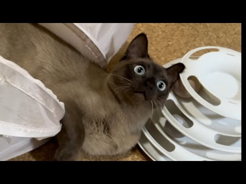 トンキニーズ【2023/07/09】
