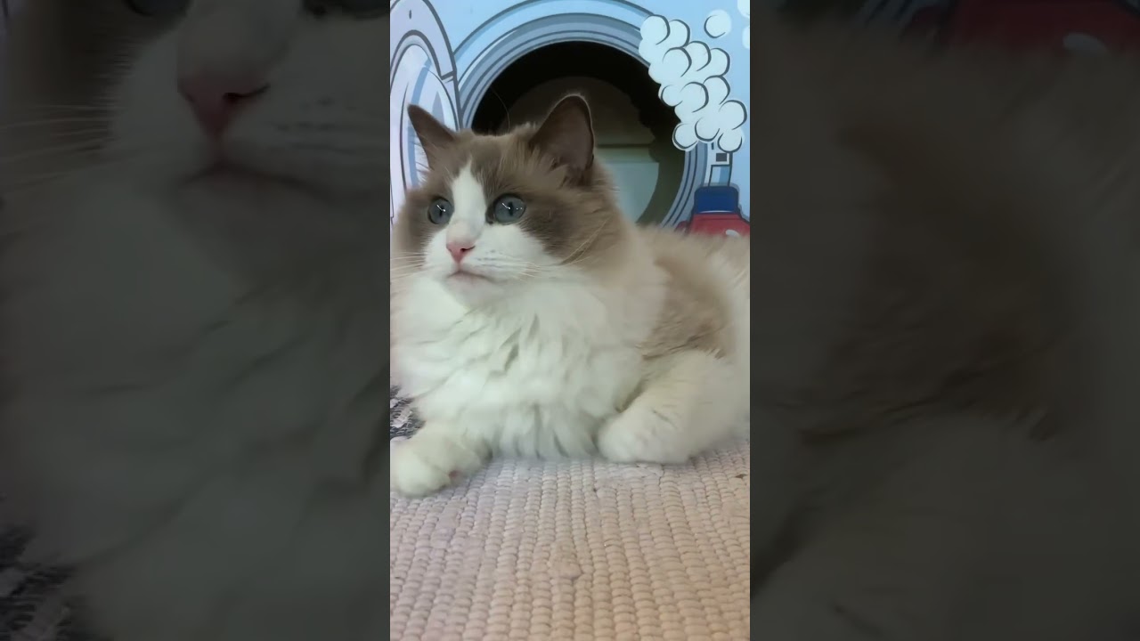 ウチのリーダー キョロキョロラグドール ragdoll もふもふ 癒し かわいい猫 3分で猫カフェ気分 お家で猫カフェ @mofu1114