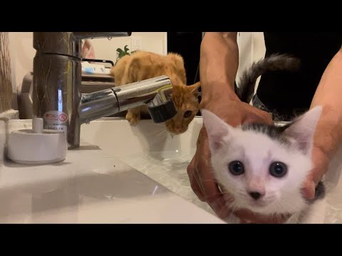 子猫をお風呂に入れた結果‼️驚くよ