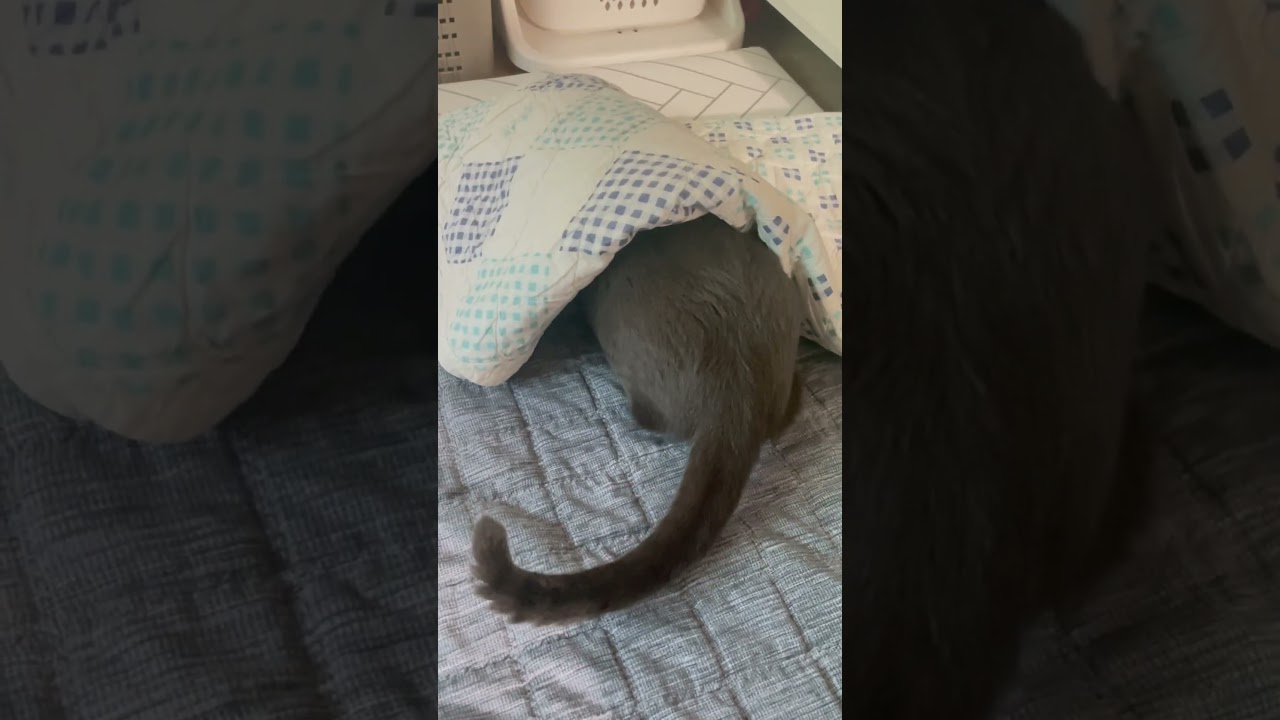 우리집 고양이가 숨는 방법 #cat #러시안블루 #russianblue