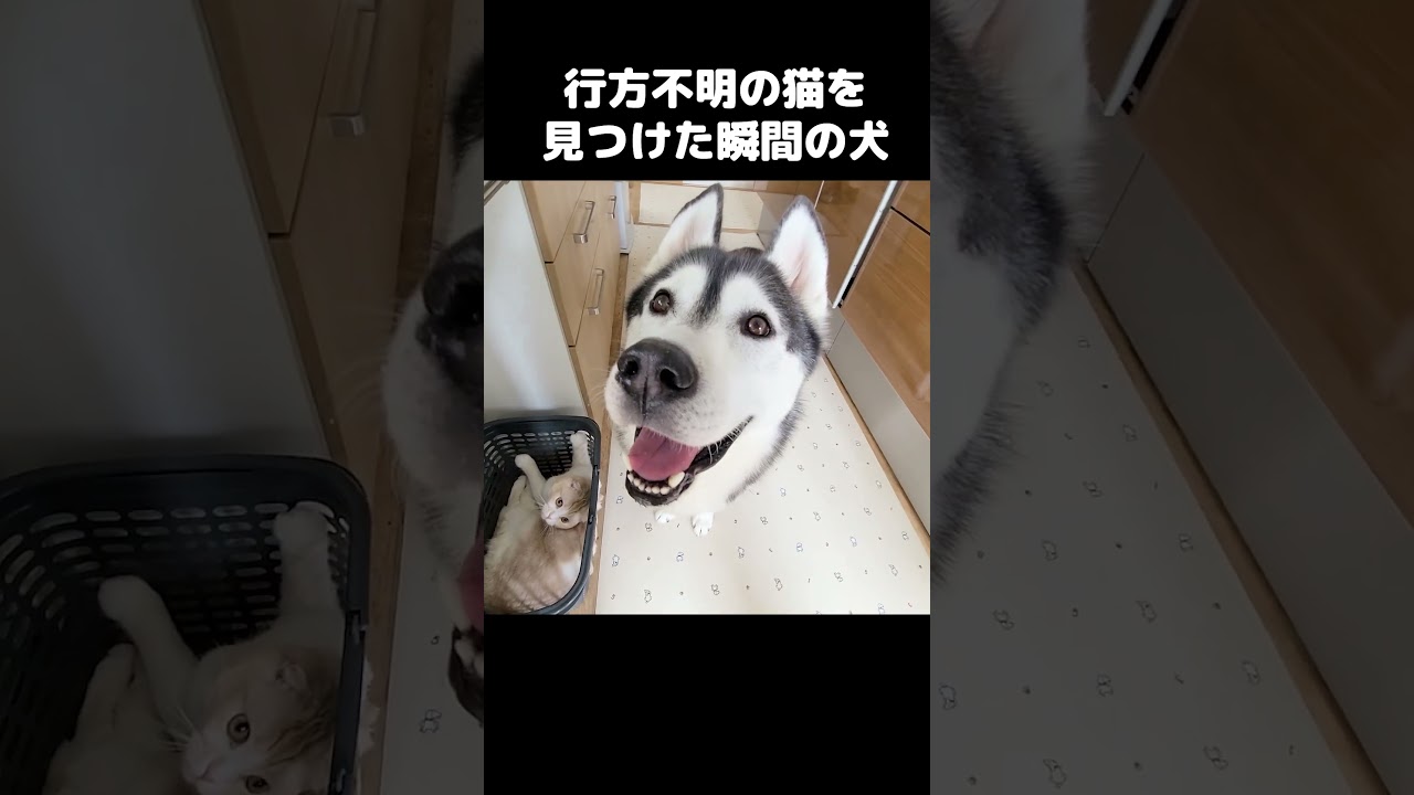 行方不明の猫を見つけた瞬間の犬がこちら...#shorts