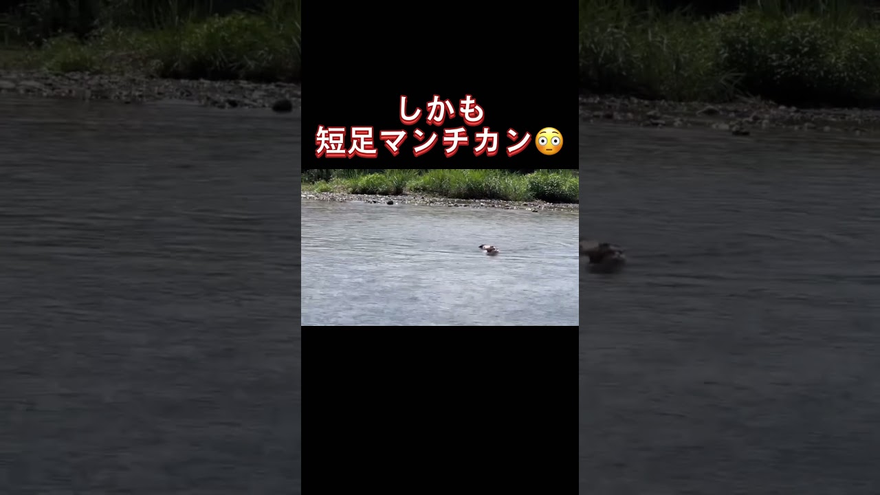[泳ぐ猫]川を泳いで渡る猫swimming cat. cat swimming across the river