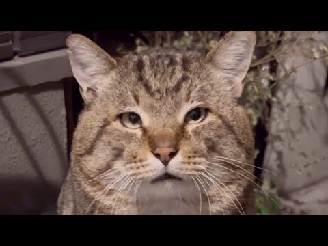 ビックリして挙動がおかしくなるデカプリオ【俺つしま】