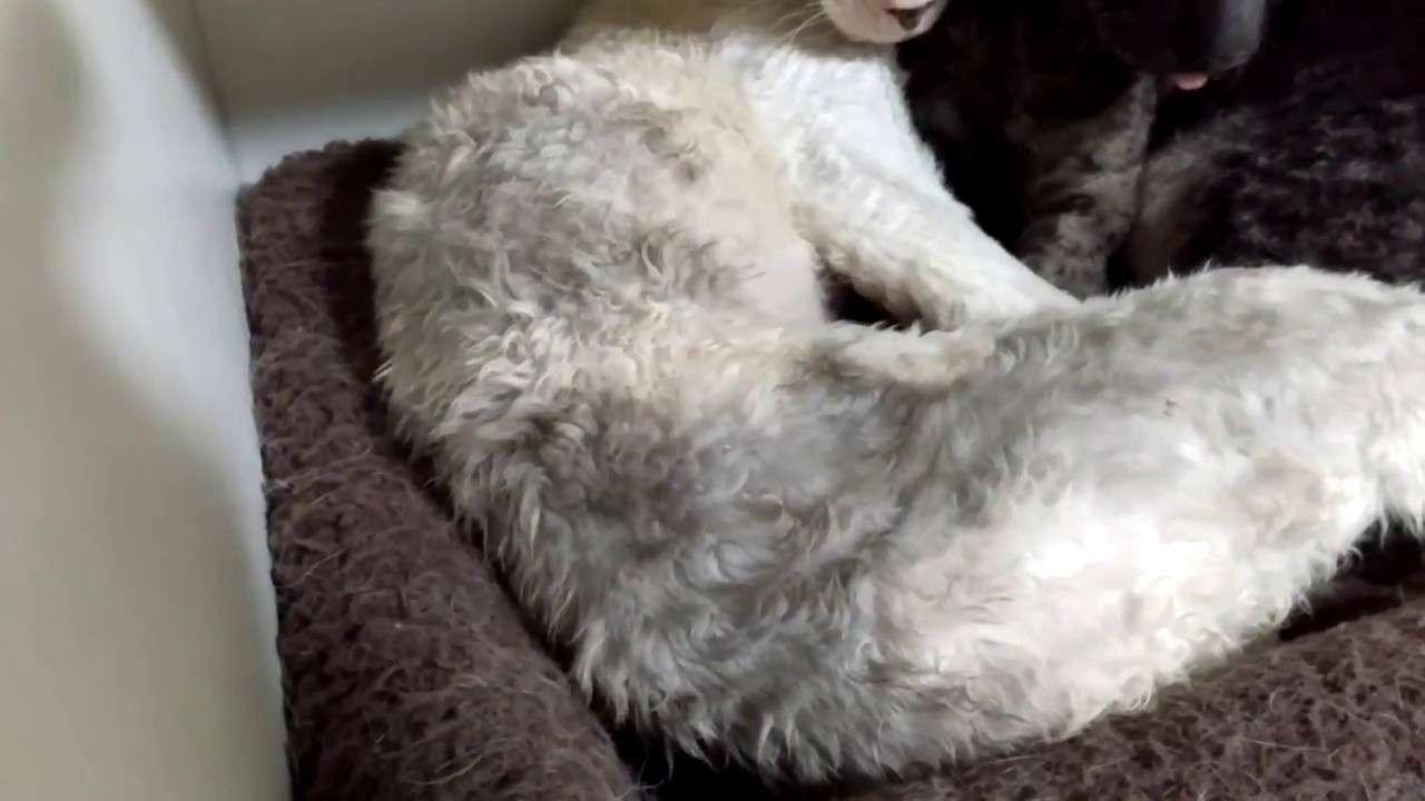 エイリアンが生まれる！？コーニッシュレックス CornishRex