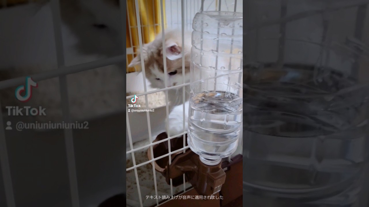 給水器をお皿タイプに替えてみた #ラガマフィン #cat #猫動画 #子猫 #癒し #shorts