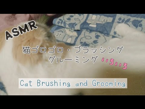 ASMR 猫のゴロゴロ　毛づくろい　グルーミング　音フェチ　スコティッシュフォールド　Cat Brushing　mutual grooming