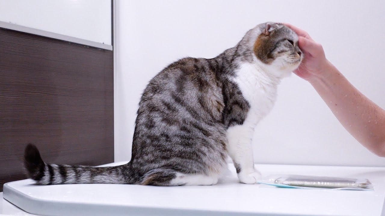 猫とお風呂に入ったら楽しすぎました｜最近のパパとぐうの仲良し度はこんな感じです［スコティッシュフォールド］