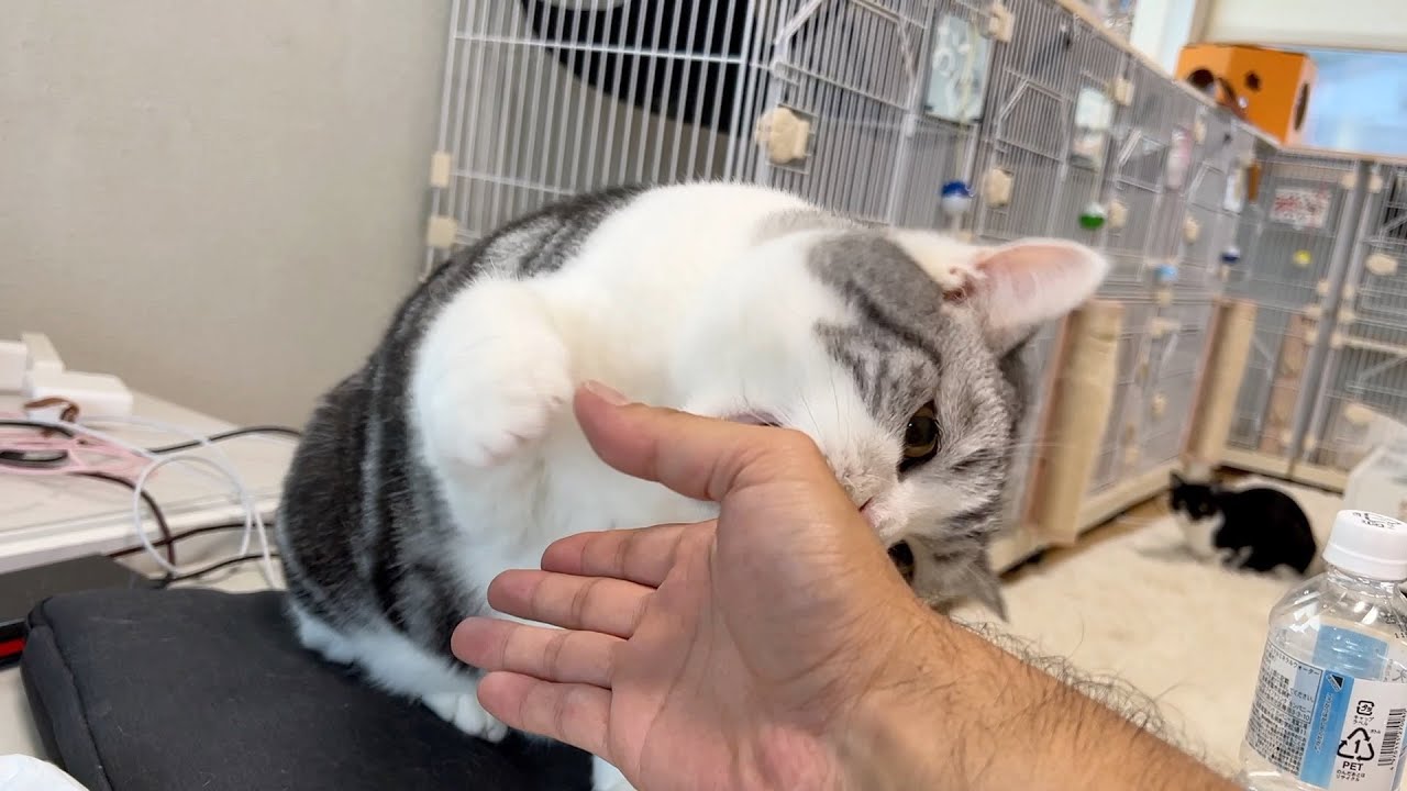 全力で手を噛んでくるスコティッシュフォールド