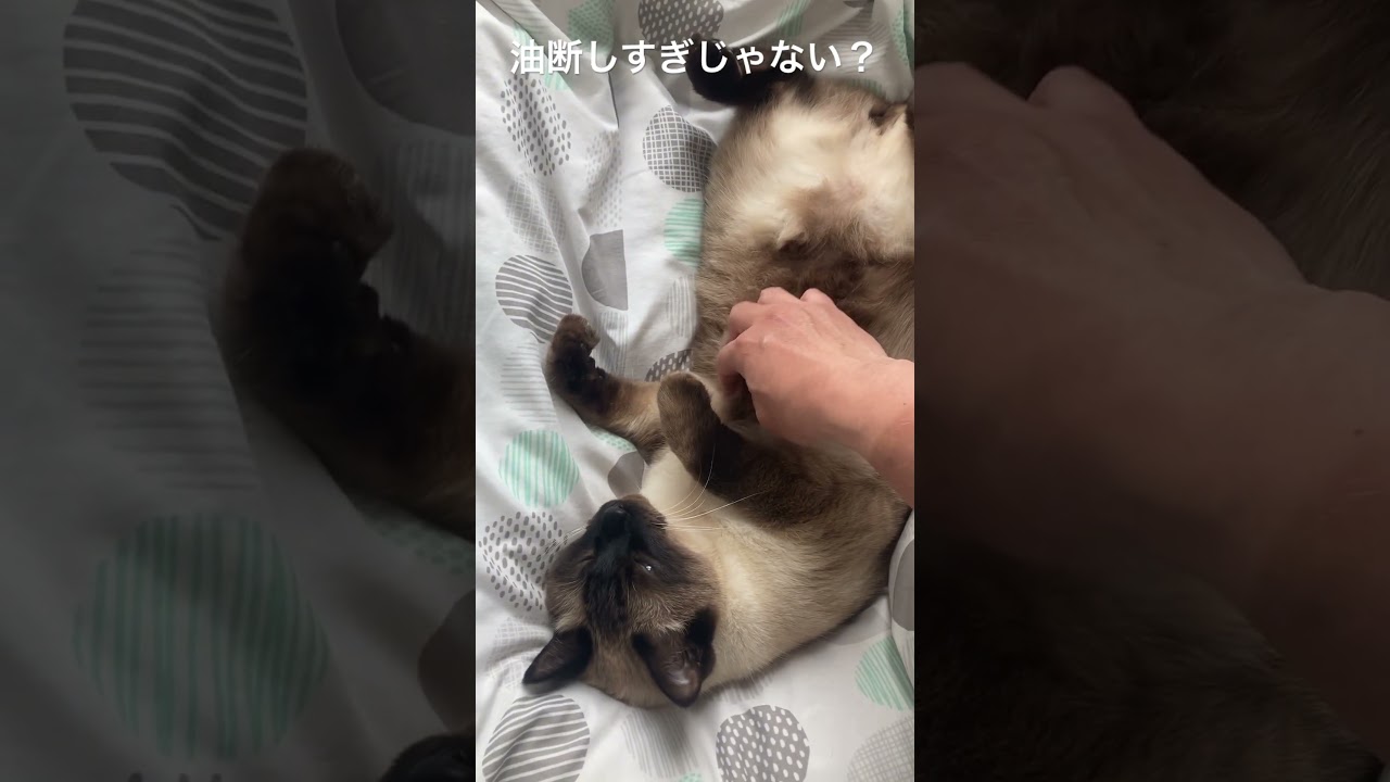 【シャム猫】あまりにも無防備なので腹の毛を少し荒らしてやった。