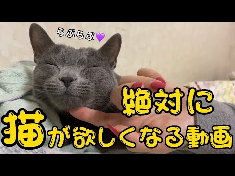 ロシアンブルーのかわいさで絶対に猫が欲しくなります。癒しの時間