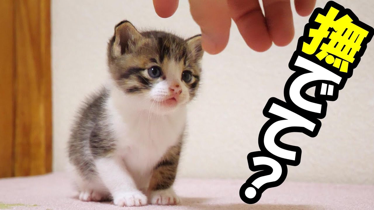 友達とはぐれて寂しそうな子猫の頭をなでるとうれしそうな表情になる【赤ちゃん猫　保護猫】