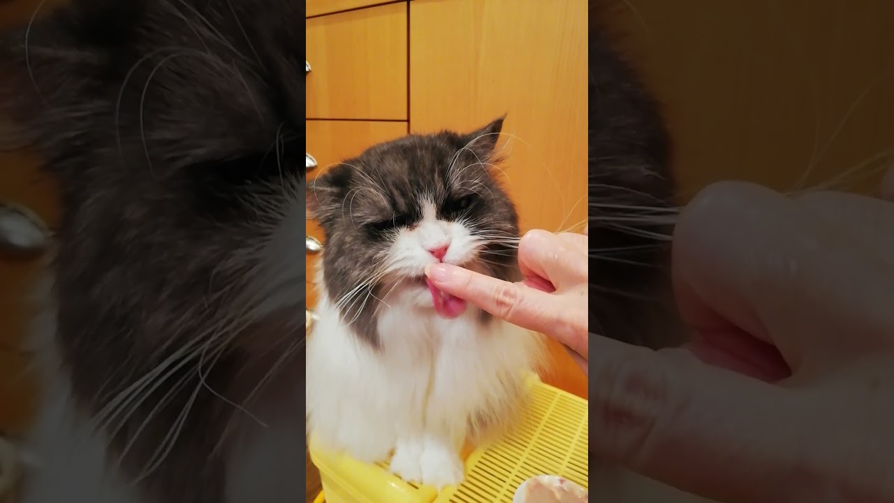 指からスープペロペロ　ラガマフィン猫コバンの日常 cat licking finger
