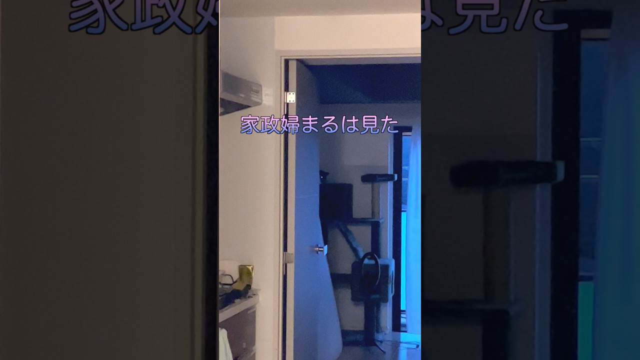 【お出迎え猫】282日目🐯「|ω·）♡」#お出迎え猫 #猫のいる暮らし