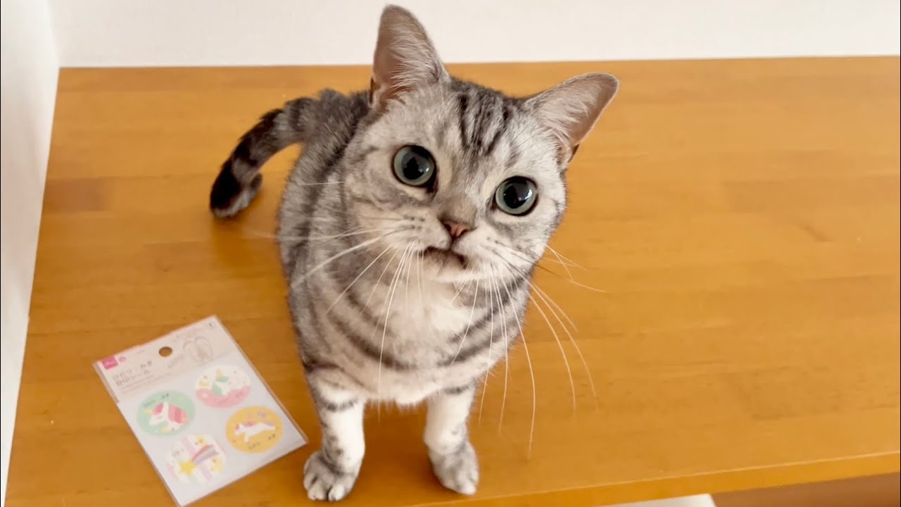 さびしいのを我慢してたあいちゃん