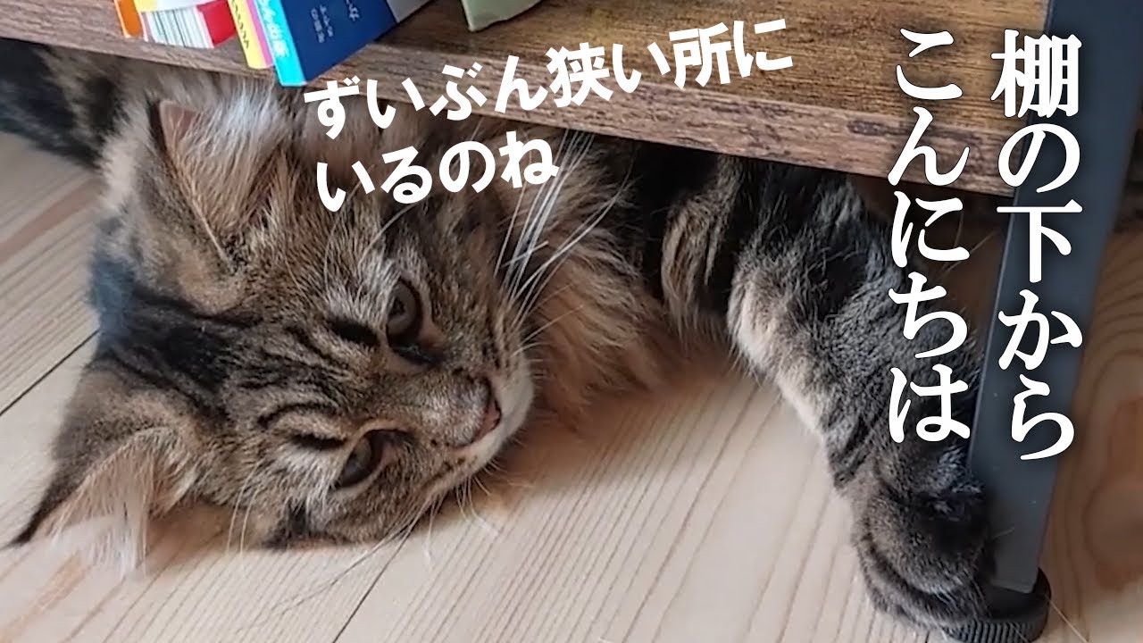 サイベリアン子猫がいないので探しまくったらこんなところにいました　＋　ボツになった深夜の運動会動画