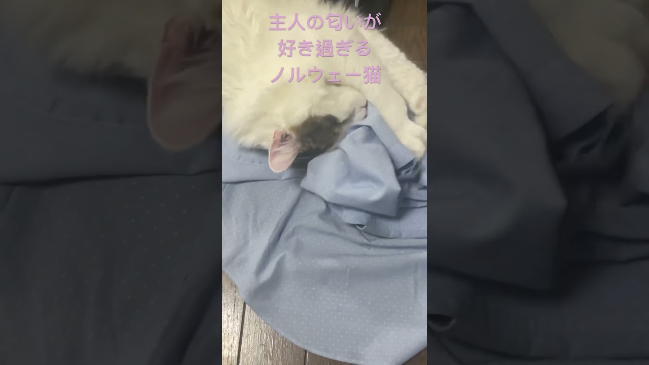 主人の匂いが好き過ぎるノルウェー猫　#ノルウェージャンフォレストキャット #猫のいる暮らし #ねこのいる暮らし